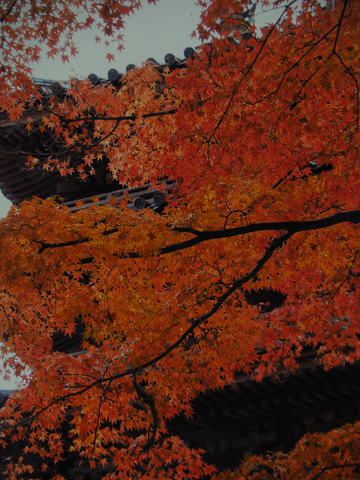 もみじに埋もれて（京都山城・海住山寺）