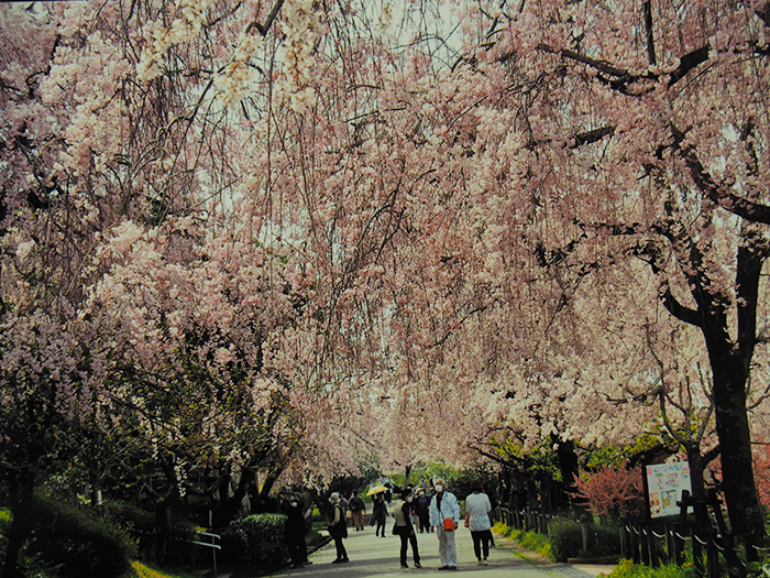 青空に映える　（東谷山フルーツパーク・枝垂れ桜　2022）